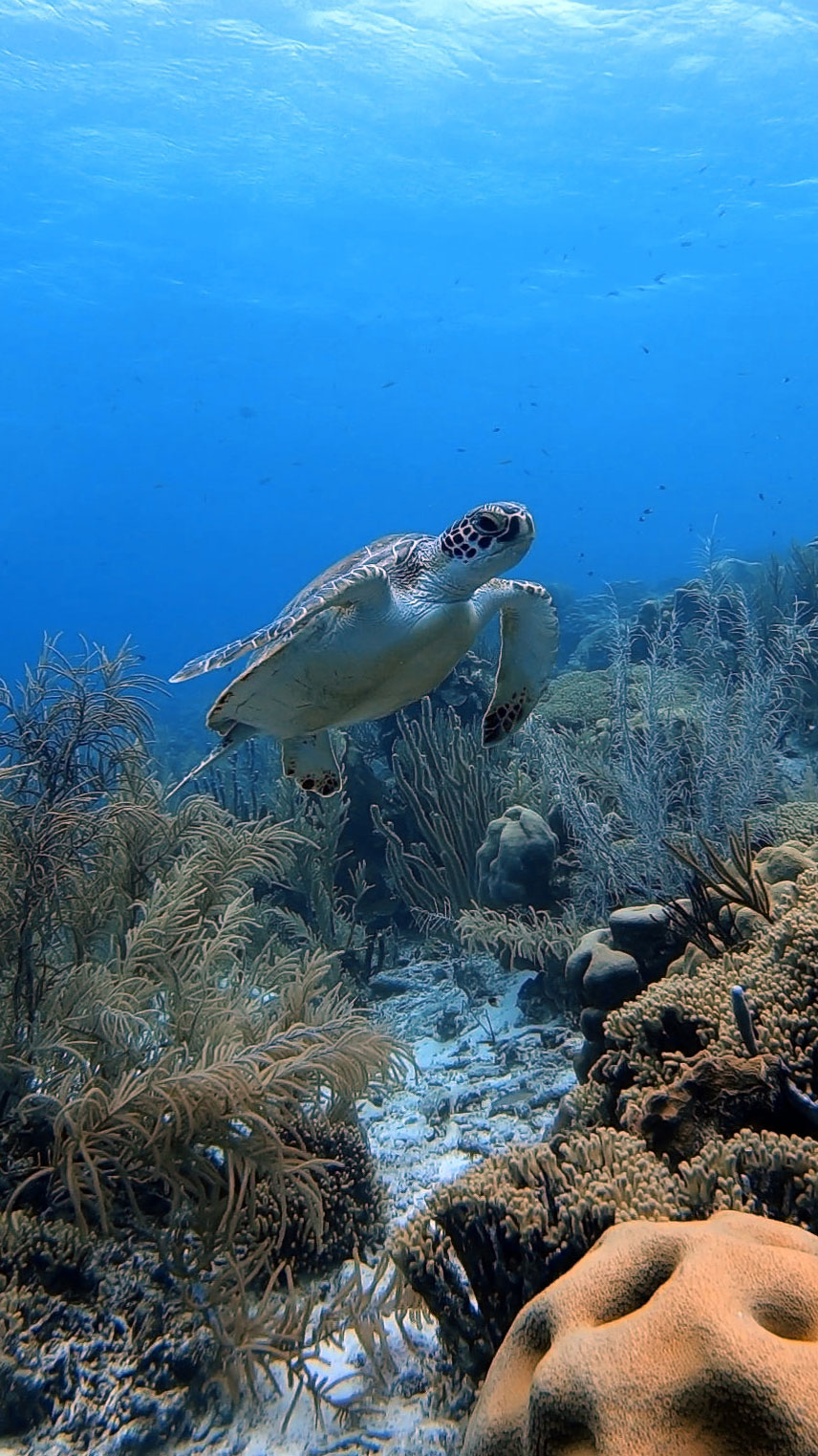 Green turtle coming out of the reef